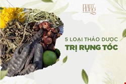 5 Loại Thảo Dược Trị Rụng Tóc Có Thể Bạn Chưa Biết