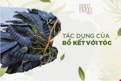 Tác Dụng Của Bồ Kết Với Tóc